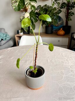 Pilea mojito, 3 rastliny v 1 - 5