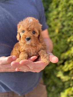 Cavapoo - 5