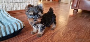 Yorkshire terrier - 5