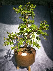 Bonsai sukulent Portulacaria afra - 5