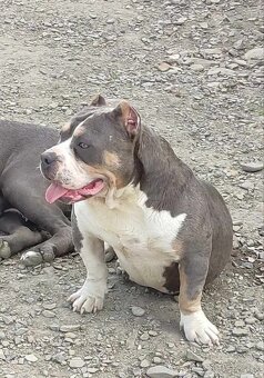 American bully - 5