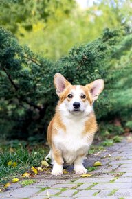 Welsh Corgi Pembroke (Alona Aleant - Facebook) - 5