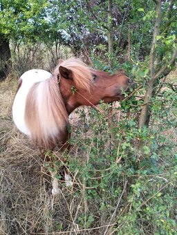 Pony kobylka bez pp - 5