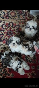 Psíky shi-tzu,shih-tzu krásne štéňata odberu - 5