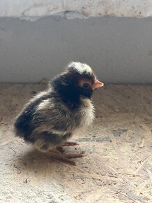 Kuriatka HODVÁBNIČKY, ARAUCANA, PADUAN - 5