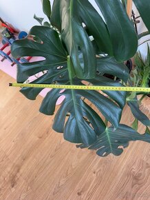 Predam krásnu Monsteru Monstera - 5