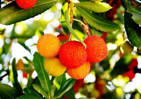 Jahodovec obyčajný-Arbutus unedo - 5