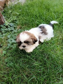 Shitzu, shih-tzu, Shitzu, Shicu, shihtzu - 5