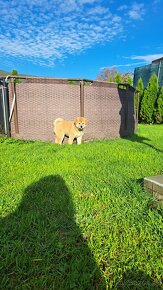 Akita inu šteniatka - 5