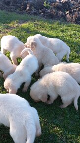 Šteniatka kríženec zlatý retriever a labradorský retriever - 5