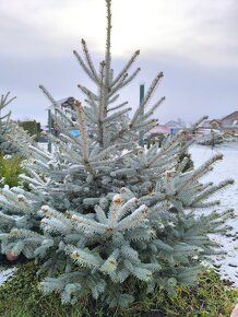 Smrek, ihličnatý stromček, smrek pichlavy - 5