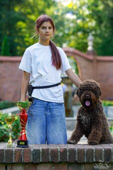 LAGOTTO ROMAGNOLO-brown, with super ped. FCI - 5