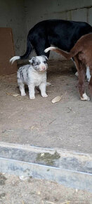 Dva krasne psiky border kolia  modre merle blue merle - 5