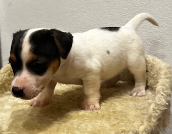 Jack russel terier - 5