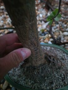 Nadherny velky stary sukulentny bonsai Portulacaria - 5