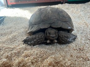 Korytnačka Ostrohatá (Centrochelys sulcata) - 5