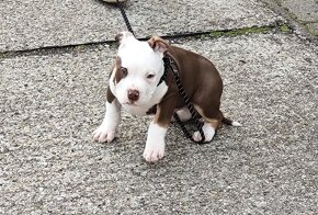 american bully pocket - 5