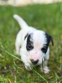 Jack Russell teriér - 5