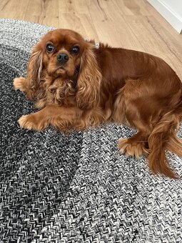 Cavalier king Charles Španiel s PP - 5