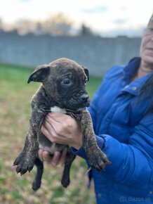 Americký bandog - 5