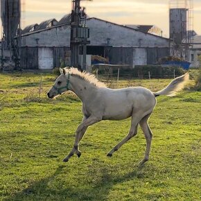 Atraktívny žrebček 1/2 quarter horse - 5