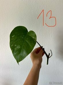 Monstera albo - 5