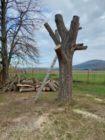 Kosenie, čistenie pozemkov, pílenie a úprava záhrad. - 5