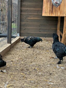 kohút , ayam cemani x hodvabnicka - 5