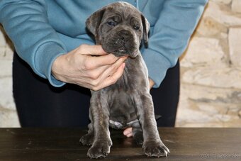 Šteniatka Cane Corso - 5