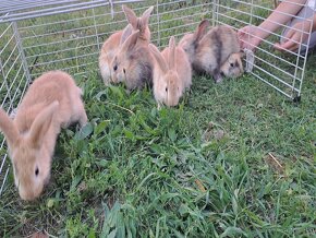 Predáme zakrslých králikov - 5