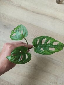 Monstera Monkey Mask (Monstera Adansonii) - 5