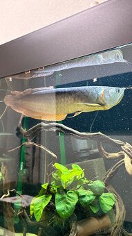 Arowana - 5