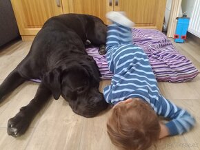 Cane Corso štěňátka s FCI PP - přátelská cena - 5