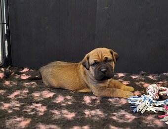 Šteniatka Cane Corso s PP - 5