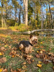 Yorkshire Terrier Mini - čistokrvné šteniatko - 5