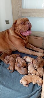 Bordeauxská doga, Dogue De Bordeaux - 5