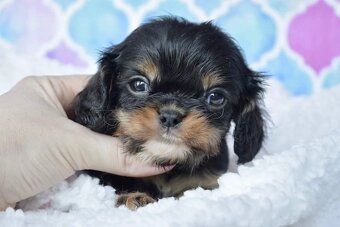 Cavalier King Charles Španiel s PP - 5