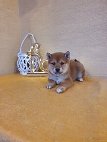 Shiba inu - 5