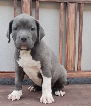 American Bully XL - 5