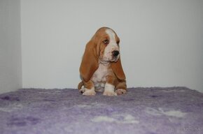 Basset hound šteniatko - 5