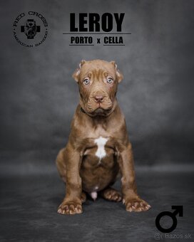 Bandog - 5