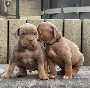 American bully xl, pitbull xxl k odberu v januari - 5