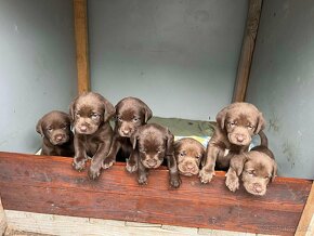 Šteniatka labrador - 5