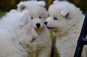 Samojed s PP LA TORRE ROJA - 5