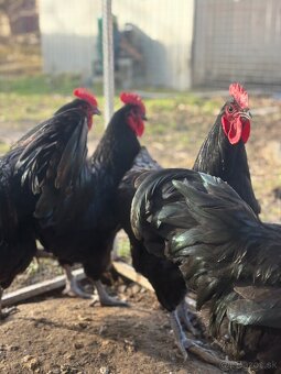 Australorp kohúty liahnuté 3/24 - 5