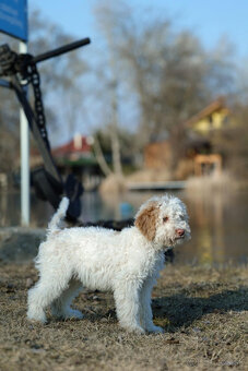 LAGOTTO ROMAGNOLO STENIATKO s PP - 5