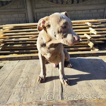 Americký pitbulterier pitbul pitbull silver lilac rare Topp - 5