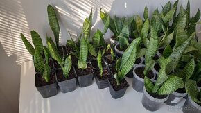 Svokrin Jazyk ( Sansevieria Želania) - 5