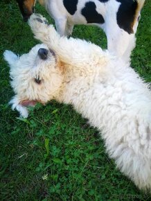 KOMONDOR ŠTENIATKA - 5