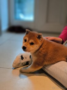 Shiba inu fenka - 5